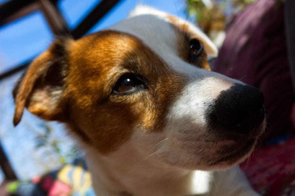 Blueleaf Recordings team dog