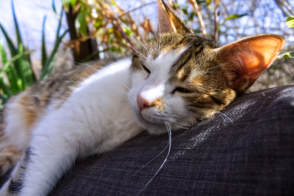 Blueleaf Recordings team cat